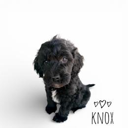 Knox - Parti male Goldendoodle puppy in Warrensburg, Missouri from Supreme Doodles