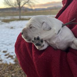 Golden Retriever Puppies from The Wildfire Ranch