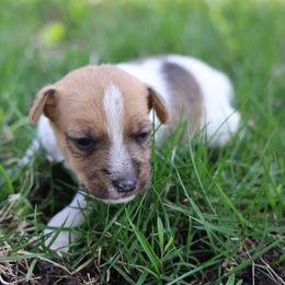 Carson - Tan and white male Jack Russell Terrier puppy in West Bend, Iowa from Blue Skies Terriers