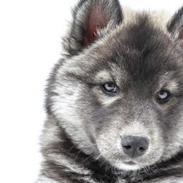 Pembroke Welsh Corgis and Siberian Huskies from Limitless Huskies