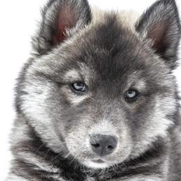Pembroke Welsh Corgis and Siberian Huskies from Limitless Huskies