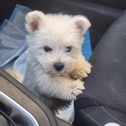 West Highland White Terrier Puppies from San Diego Westies
