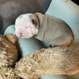 Bulldog Puppies from K & K Little Blessings