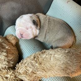 Bulldog Puppies from K & K Little Blessings
