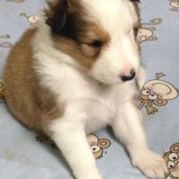 Collie Puppies from Frandelhi's Collies