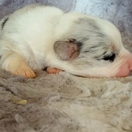 Boy 6 - Cardigan Welsh Corgi puppy in Huntington Beach, California from Victory Crown