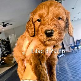 Lilac - Red  female Goldendoodle puppy in Red Oak, Iowa from Fisher Pups-Stay Golden with a Doodle