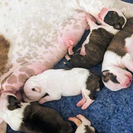 American Staffordshire Terrier Puppies from Buckeye Amstaffs
