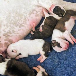 American Staffordshire Terrier Puppies from Buckeye Amstaffs