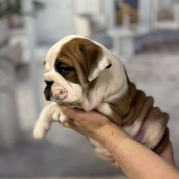 Bulldog Puppies from Sweet Rolls