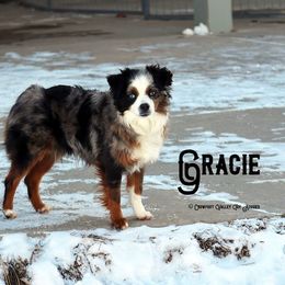 Gracie  - Toy Australian Shepherd
