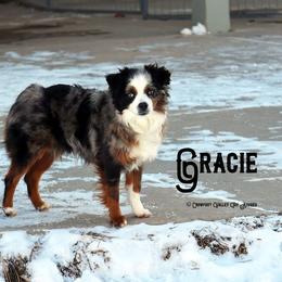 Gracie  - Toy Australian Shepherd