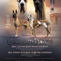 Great Dane puppies from Country Danes