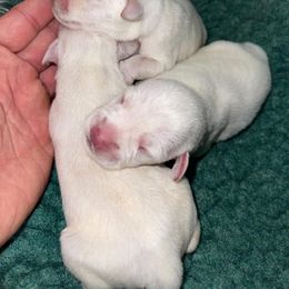 Miniature Schnauzer Puppies from Rc Kennels