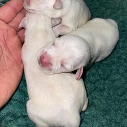 Miniature Schnauzer Puppies from Rc Kennels