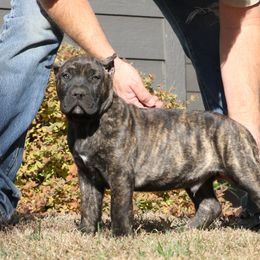 White Collar - Tiger male Perro de Presa Canario puppy in Pocahontas, Illinois from Cabeza Grande Kennel