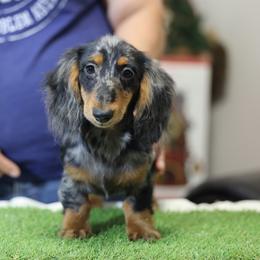 Bingo - Dapple female Dachshund puppy in Lancaster, California from Avignon