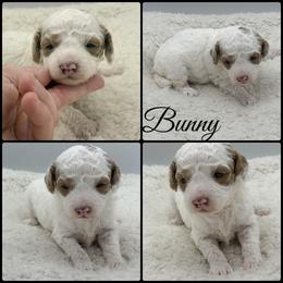 Bunny - Parti female Poodle puppy in Wheatland, California from Sapphire Ridge Poodles
