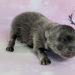 Boy 3 - Blue and tan male Pomeranian puppy in Fultonville, New York from Sandy Aussies & Pomeranians