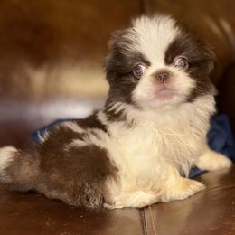 Pekingese, Poodle, and Shih Tzu Puppies from Happy puppies