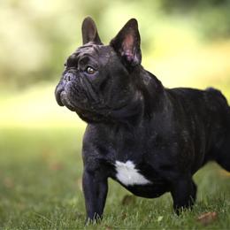 Quinn - French Bulldog