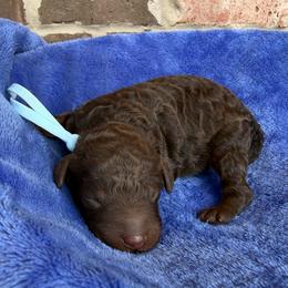 Light Blue Collar - Phantom male Poodle puppy in Huntsville, Alabama from Flint River Poodles