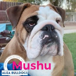 Mushu - Bulldog