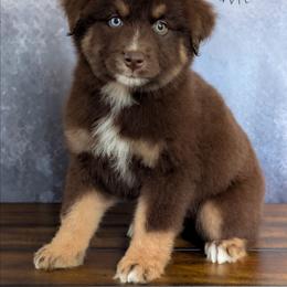Reese's - Red tri-color female Australian Shepherd puppy in Fultonville, New York from Sandy Aussies & Pomeranians