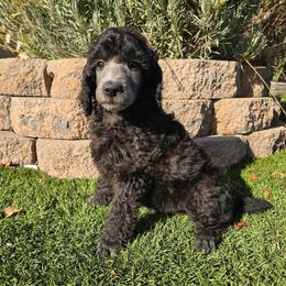 Ash - Silver male Poodle puppy in Roseville, California from Aura & Luxe Poodles