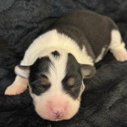 Cupid - Black and tan male Pembroke Welsh Corgi puppy in Muldrow, Oklahoma from Dean’s Rustic Ranch Corgis and Horses