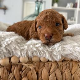 Merriweather - Red  female Goldendoodle puppy in Brooksville, Florida from Abby’s Standard Goldendoodles