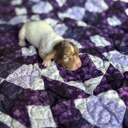 Kora - Dapple female Dachshund puppy in Morris, Oklahoma from Sliding C Dachshund’s