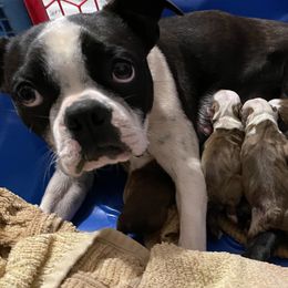 June - Boston Terrier