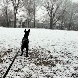 Companion Cross All Grown Up from Lady Liberty Frenchtons