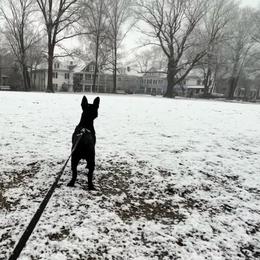 Companion Cross All Grown Up from Lady Liberty Frenchtons