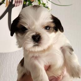 Chip - Chocolate male Shih Tzu puppy in Wolcottville, Indiana from Ducky's Doodles