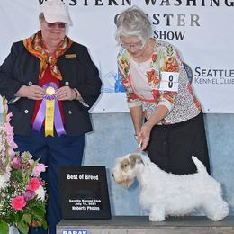 Sealyham Terrier Puppies from Alibi Sealyham Terriers
