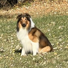 Baker - Collie