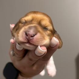 Hazel - Piebald female Dachshund puppy in Miami, Florida from Maitime Dachshund