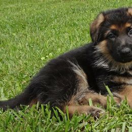 German Shepherd Puppies from Rallhaus German Shepherds