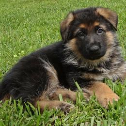 German Shepherd Puppies from Rallhaus German Shepherds