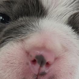 Boston Terriers from Lance Boston Terriers