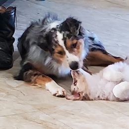 DROVER  - Australian Shepherd