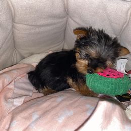 Yorkshire Terrier Puppies from Yorkie CuteNess!