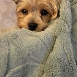Yorkshire Terrier All Grown Up from Yorkie Love