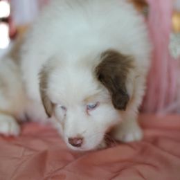 Australian Shepherd Puppies from Cloverdale Australian Shepherds