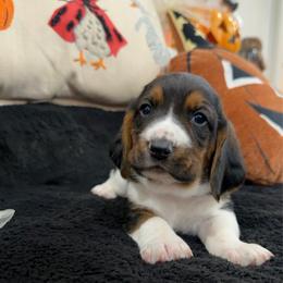 Olivier - Black brown and white male Basset Hound puppy in Lubbock, Texas from Hound House