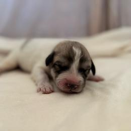 Dark Blue Collar - White and badger male Great Pyrenees puppy in Tehachapi, California from Country Oaks Farm