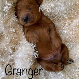 Goldendoodle Puppies from Ming’s Dynasty Doodles