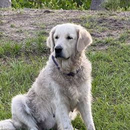 Claire - Golden Retriever
